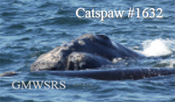 Right whale female Catspaw