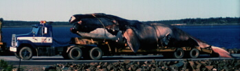 Delilah, dead right whale on flatbed